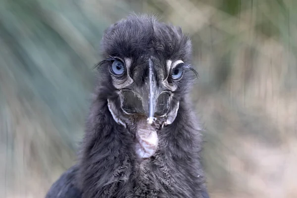 Young Southern Ground Hornbill Close Shot — Stock Photo, Image