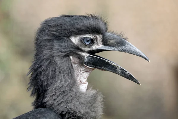 Joven Hornbill Suelo Sur Primer Plano Disparo —  Fotos de Stock