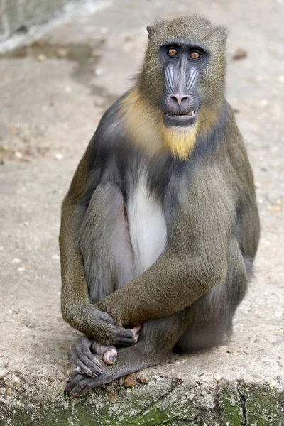 Joven Macho Mandrill Primer Plano Disparo — Foto de Stock