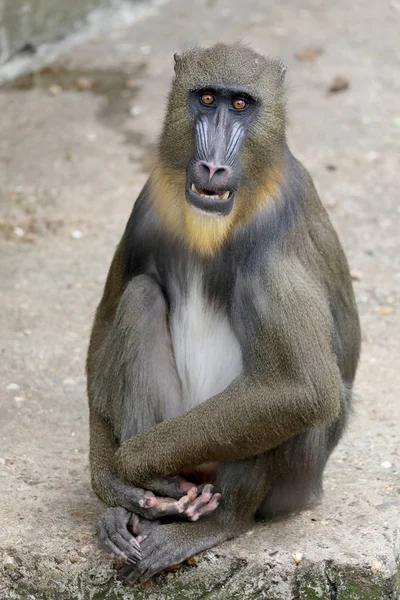 Joven Macho Mandrill Primer Plano Disparo —  Fotos de Stock