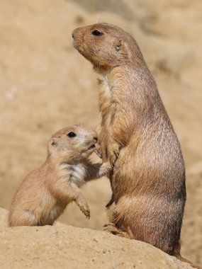 Black-tailed prairie dog mother with child clipart