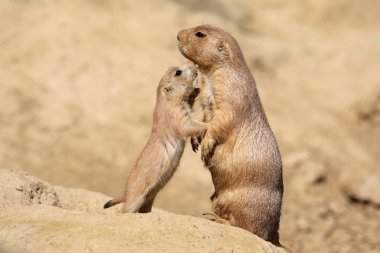 Black-tailed prairie dog mother with child clipart