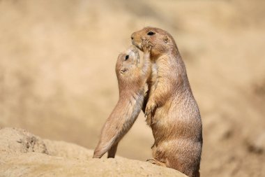 Black-tailed prairie dog mother with child clipart