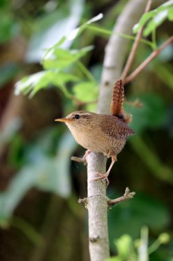 Avrasya Wren yakın atış