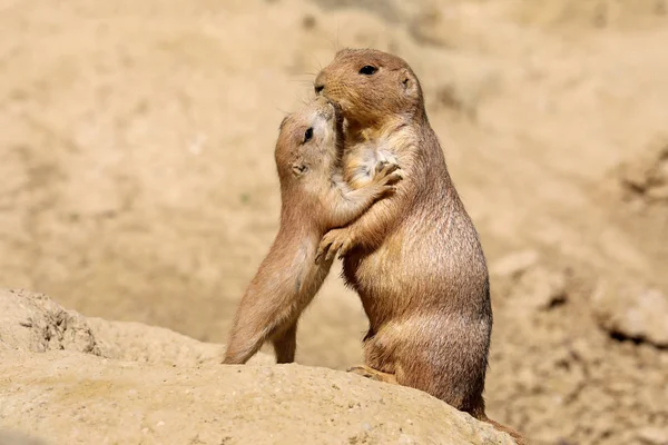 Chien Prairie Mère Avec Enfant — Photo