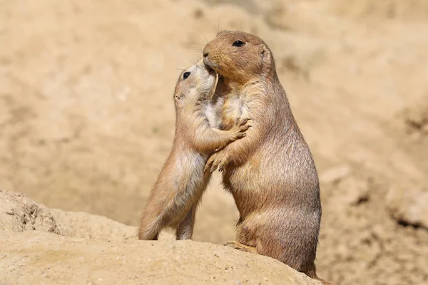 Black Tailed Prairie Dog Mother Child — Stock Photo, Image