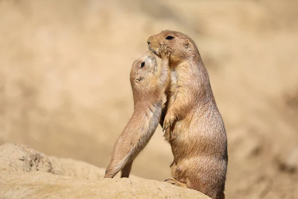 Black Tailed Prairie Dog Mother Child — Stock Photo, Image