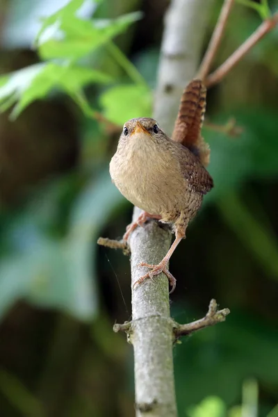 Eurasiático Wren Close Tiro — Fotografia de Stock