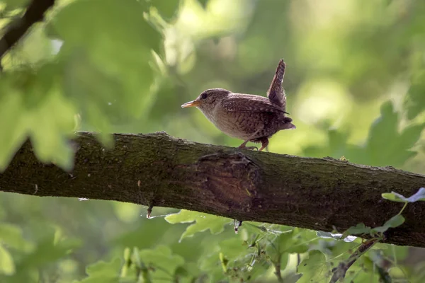 Euraziatische Wren Close Shot — Stockfoto