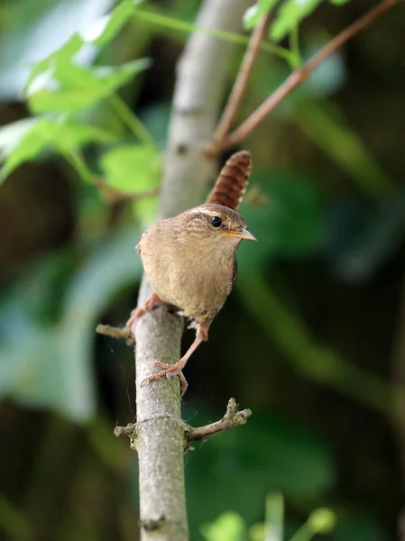 Eurasiático Wren Close Tiro — Fotografia de Stock