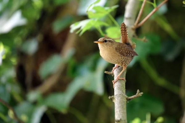 Eurasiska Wren Närbild Skott — Stockfoto