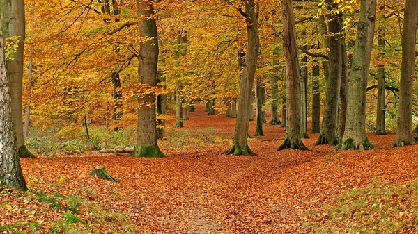 Herbstbäume Wald — Stockfoto
