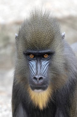 close image of a Mandrill monkey in the forest