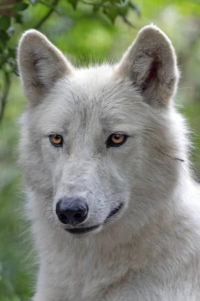 Portret Van Een Witte Hudson Bay Wolf Het Bos — Stockfoto