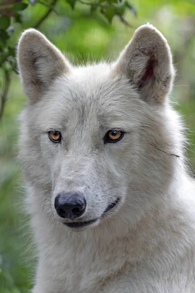 Retrato Lobo Branco Hudson Bay Floresta — Fotografia de Stock