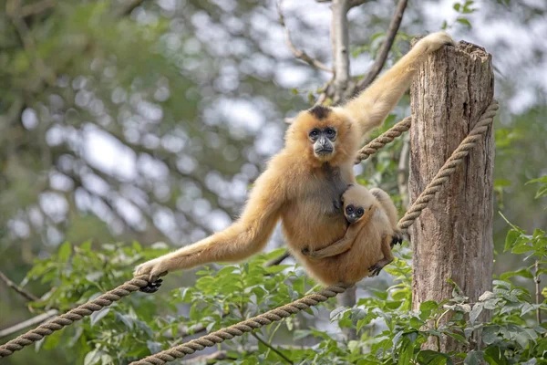 Close Image Gibbon Monkey Forest — Stock Photo, Image