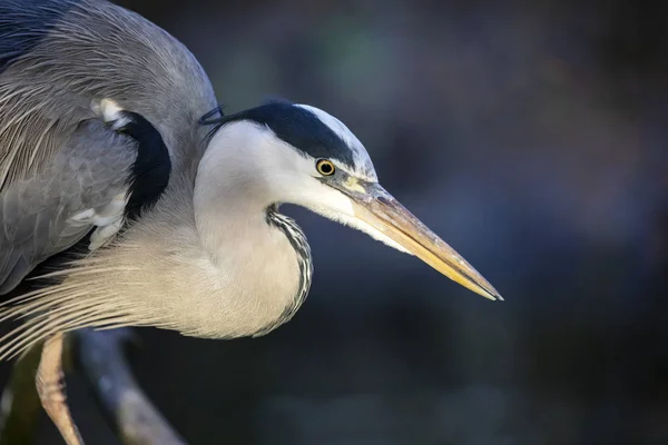 Retrato Cerca Una Garza Gris — Foto de Stock