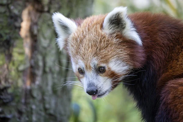 Panda Vermelho Selvagem Floresta — Fotografia de Stock