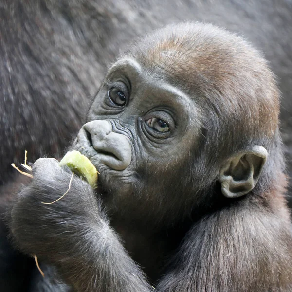 Gorilla Baby Aus Nächster Nähe — Stockfoto