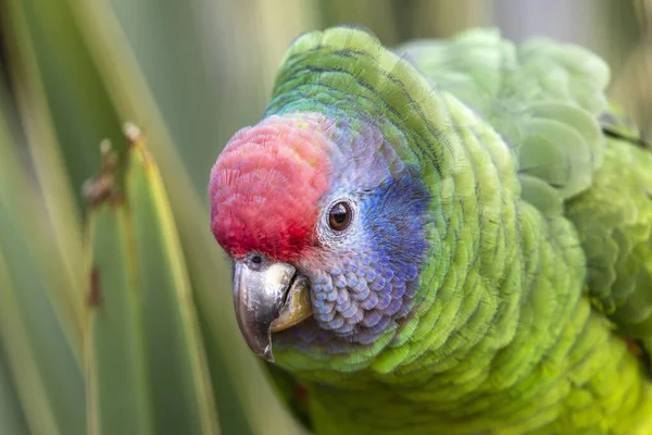 Gros Plan Perroquet Amazonien Sauvage Coloré Queue Rouge — Photo