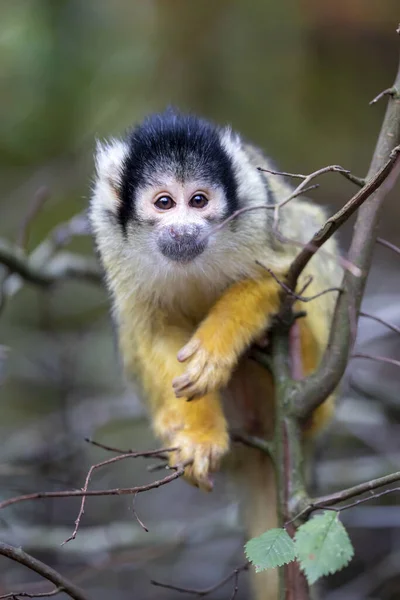 Squirrel Monkey Portrait Close View — Stock Photo, Image