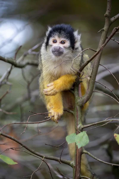 Portrait Singe Écureuil Vue Rapprochée — Photo