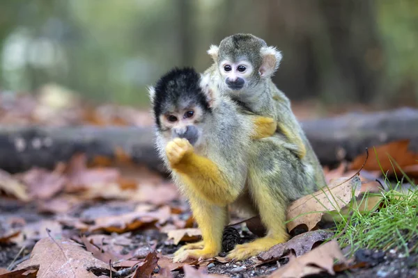 Σκίουρος Μαϊμού Πορτρέτο Γκρο Πλαν Άποψη — Φωτογραφία Αρχείου