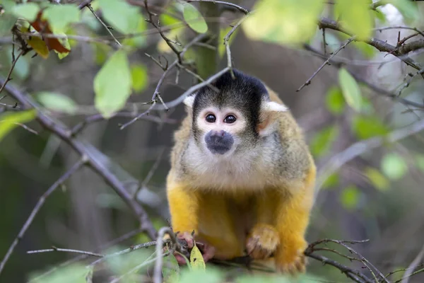 Squirrel Monkey Portrait Close View — Stock Photo, Image