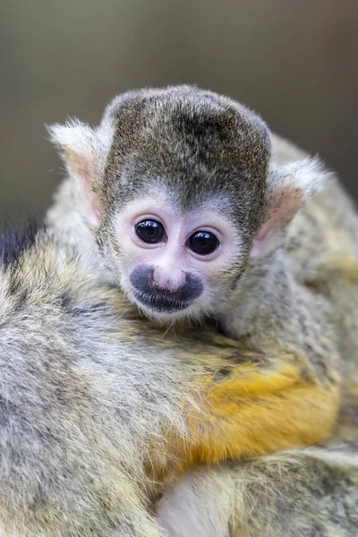 Squirrel Monkey Portrait Close View — Stock Photo, Image