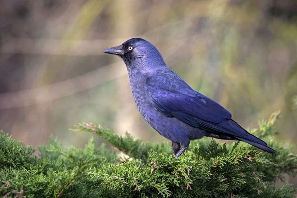 Nahaufnahme Eines Schwarzen Vogels Mit Buntem Hintergrund — Stockfoto