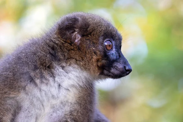 Red Bellied Lemur Natural Habitat — Stock Photo, Image