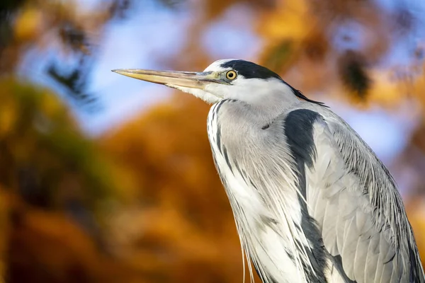 Garza Gris Hábitat Natural — Foto de Stock