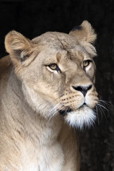 Nahaufnahme Der Schönen Löwin Natürlichem Lebensraum — Stockfoto