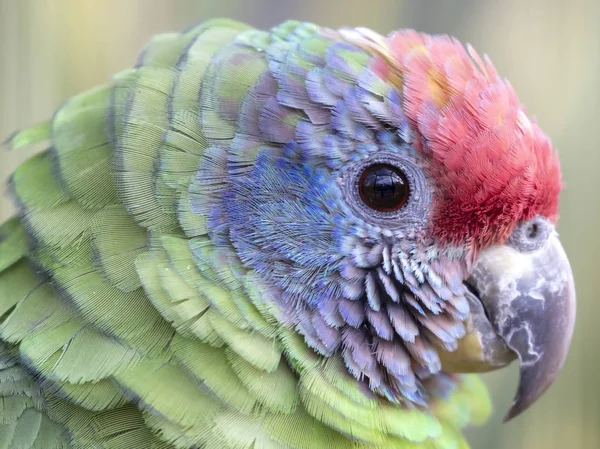 Gros Plan Perroquet Amazonien Sauvage Coloré Queue Rouge — Photo