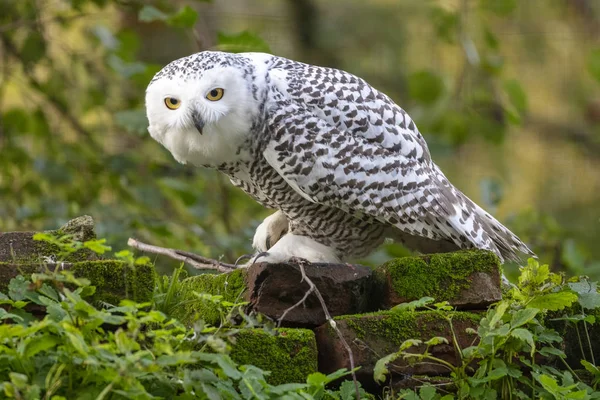 Snow Owl Close View — Stock Photo, Image