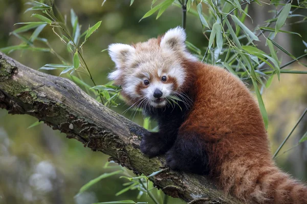 Roter Panda Auf Baum Der Natur Aus Nächster Nähe — Stockfoto