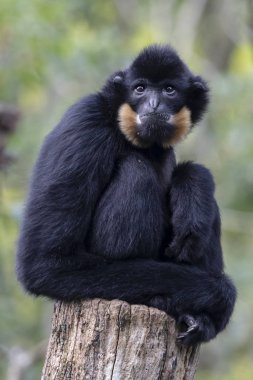 Genç bir erkeğin yakın görüntüsü Sarı Yanaklı Gibbon maymunu
