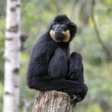 Genç bir erkeğin yakın görüntüsü Sarı Yanaklı Gibbon maymunu