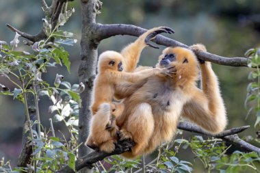 Ormandaki bir Gibbon maymununun yakın görüntüsü