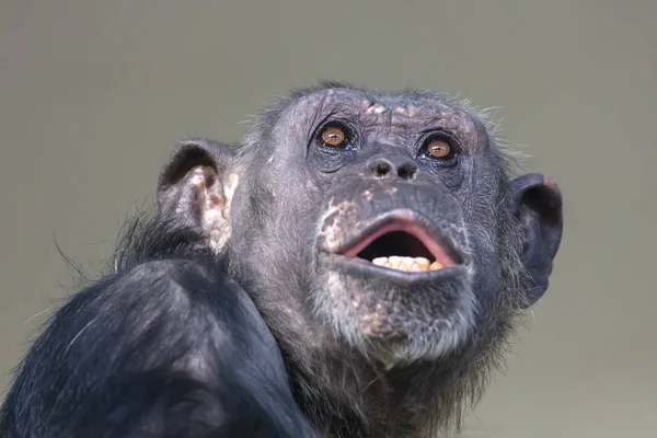 Ein Schimpansentier Aus Nächster Nähe — Stockfoto