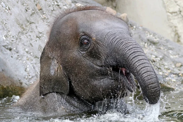 Ung Indisk Elefant Vattnet — Stockfoto