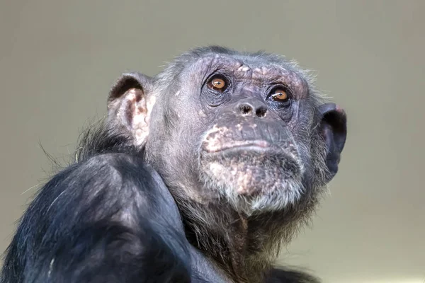 Šimpanzí Zvíře Zblízka — Stock fotografie