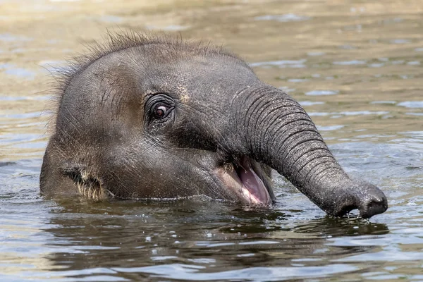 Jonge Indiase Olifant Het Water — Stockfoto