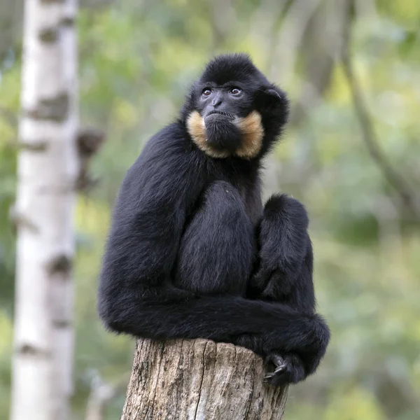 Close Widok Młodego Mężczyzny Żółty Policzek Gibbon Małpa — Zdjęcie stockowe
