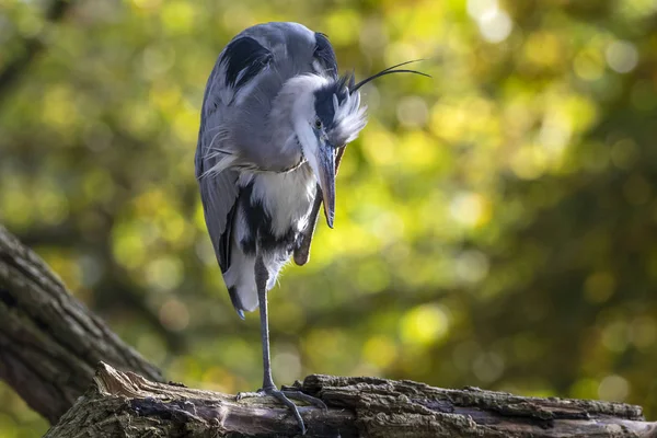 Pássaro Garça Cinzento Habitat Natural — Fotografia de Stock
