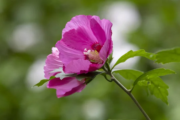 美しいピンクの花のクローズアップ — ストック写真