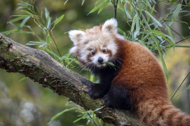 Red panda doğada, ağaç üzerinde Kapat