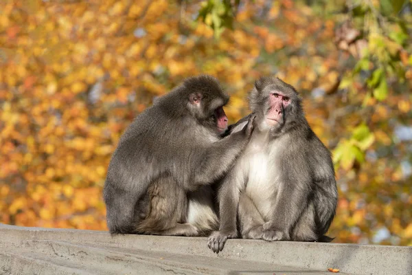 Macacos Japoneses Retrato Habitat Natural — Fotografia de Stock