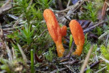 Renkli vahşi Cordyceps askeri mantar yakın plan görüntüsü