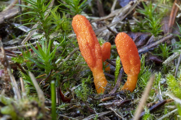 Colorful Wild Cordyceps Militaris Mushroom Close View — Stock Photo, Image